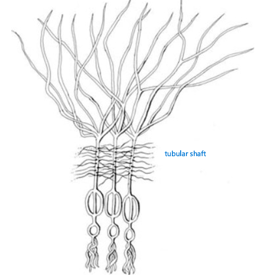 <p>Euglena has complex tubular flagella hairs, a tubular shaft is present</p>