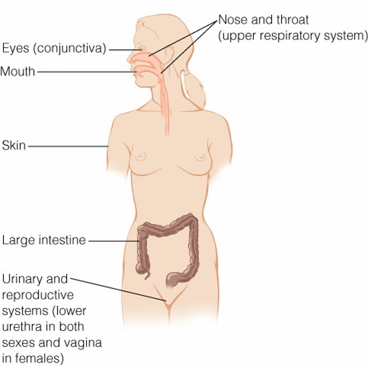 <p>upper respiratory tract, upper &amp; lower digestive tract, urinary &amp; reproductive system, eyes &amp; skin</p>