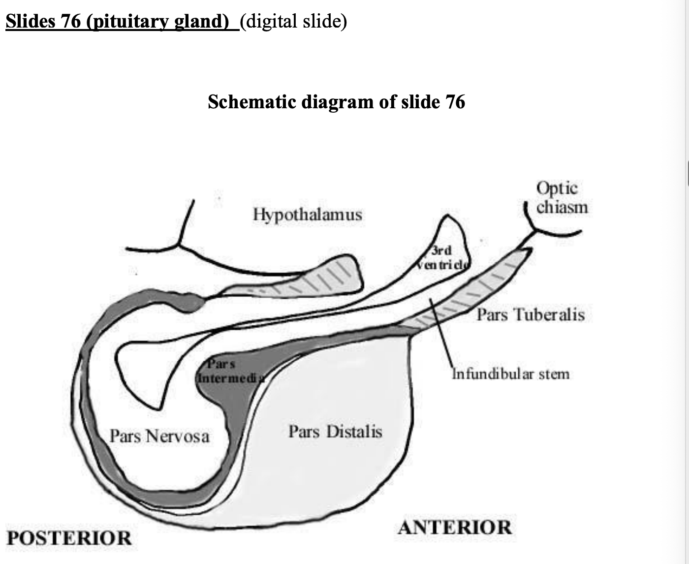 <p>Pit and hypothalamus of cat: anatomical features</p>