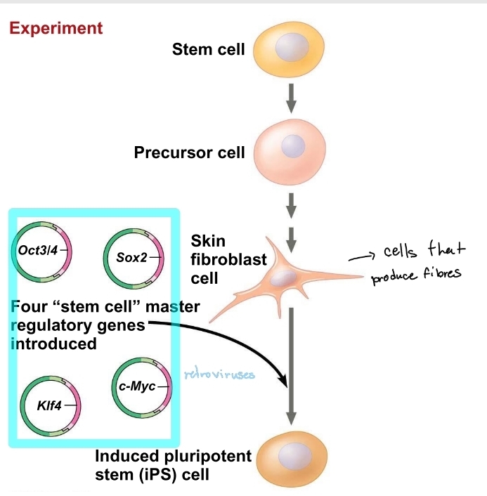 <p>induced pluripotent stem (iPS) cells</p>