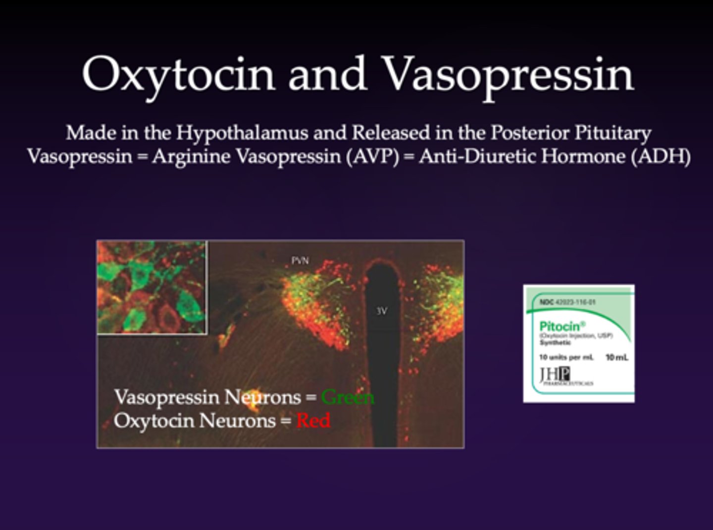 <p>- hormone made in the hypothalamus</p><p>- released in the posterior pituitary </p><p>- V1R: smooth muscle cells </p><p>- V2R - located in kidneys; collecting ducts</p><p>- important for vasoconstriction and water retention </p><p>- vasopressin = arginine vasopressin (AVP) = anti-diuretic hormone (ADH)</p>