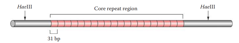 VNTR locus D2S44 (2q21.3–2q22). Each repeat unit consists of 31 bp. HaeIII represents the HaeIII restriction site.