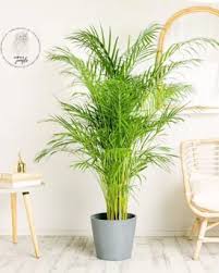 <p>Zalety uprawy roślin doniczkowych w domu</p>