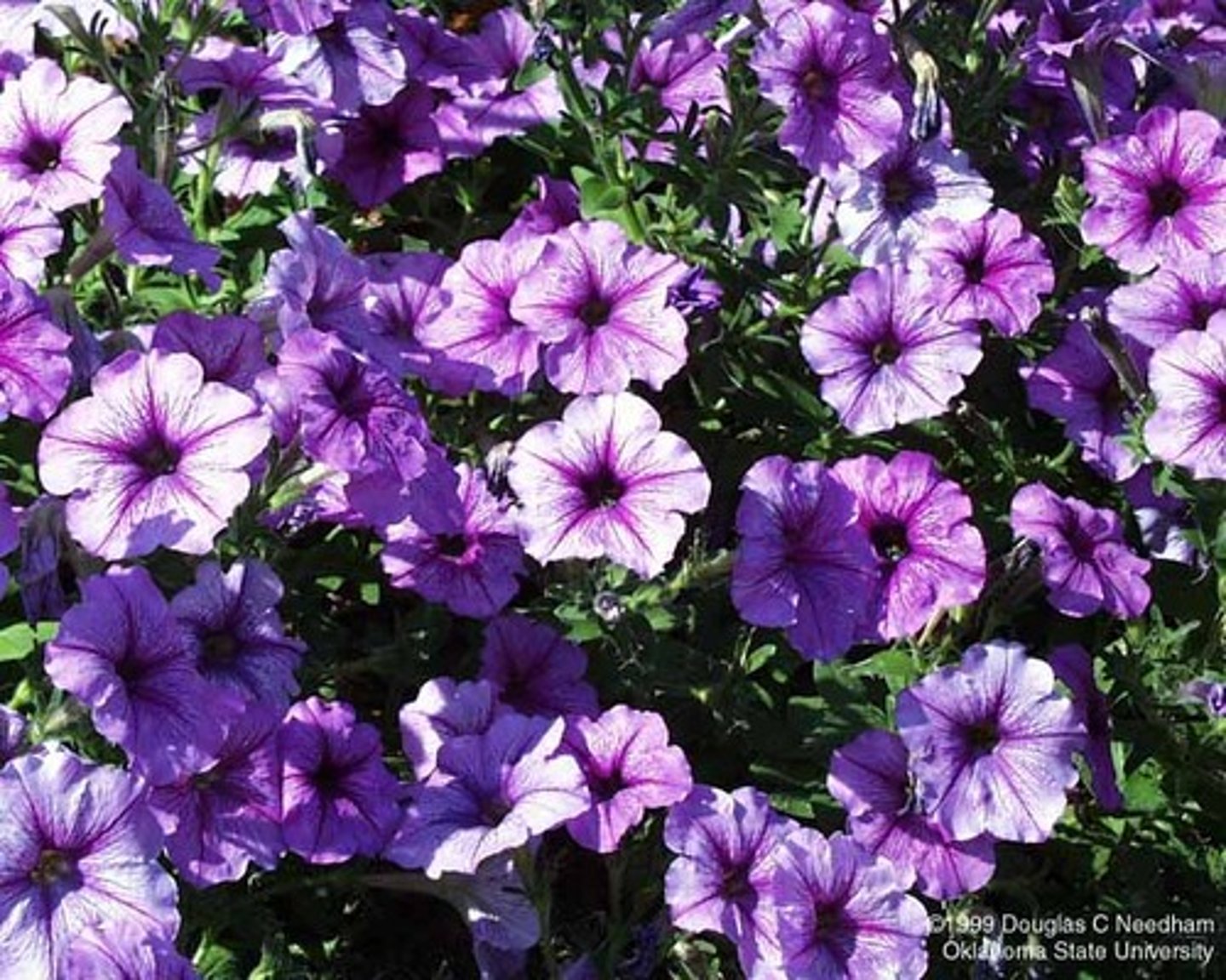 <p>Petunia x hybrida</p>