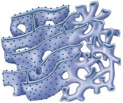 <p>in the figure above, what is the function of the dots that partially cover the surface of this organelle </p>