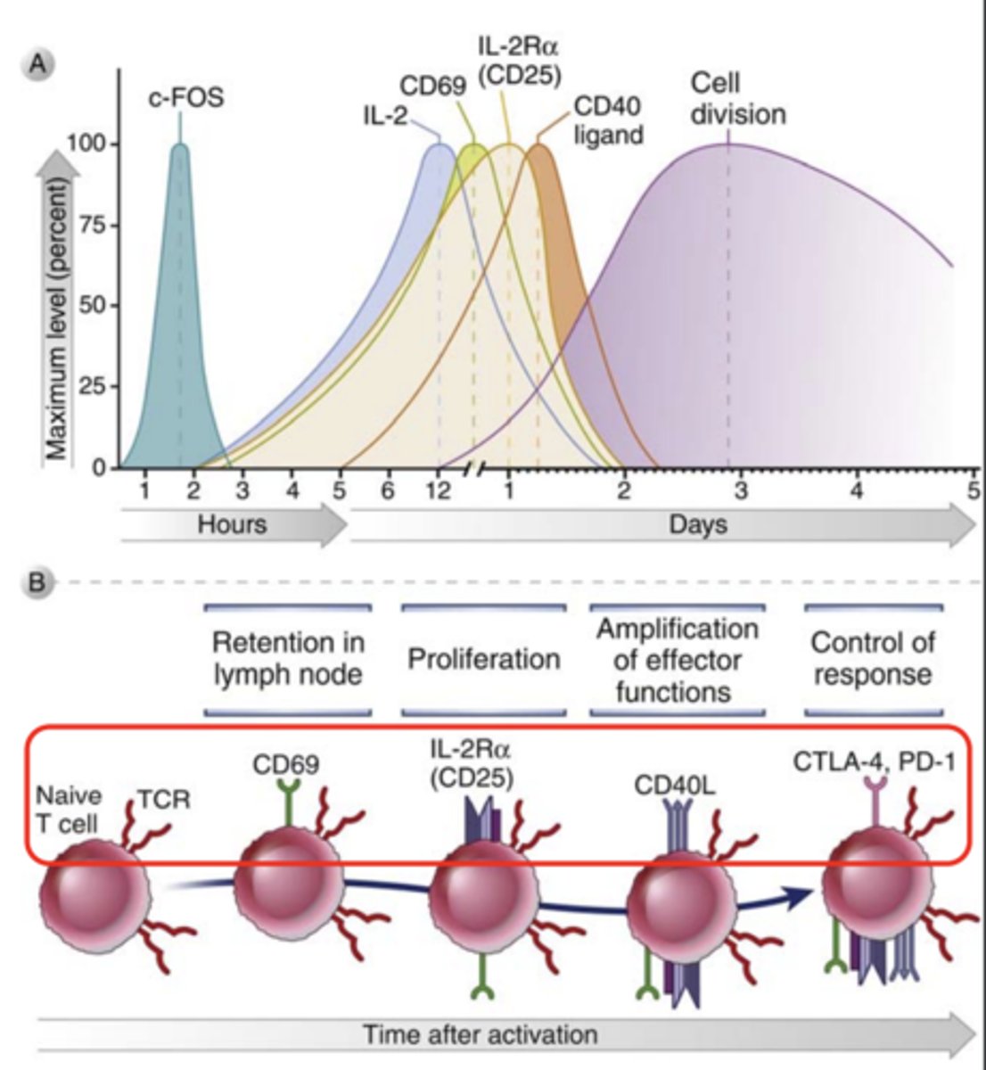 <p>the expression of various surface molecules in T cells</p>