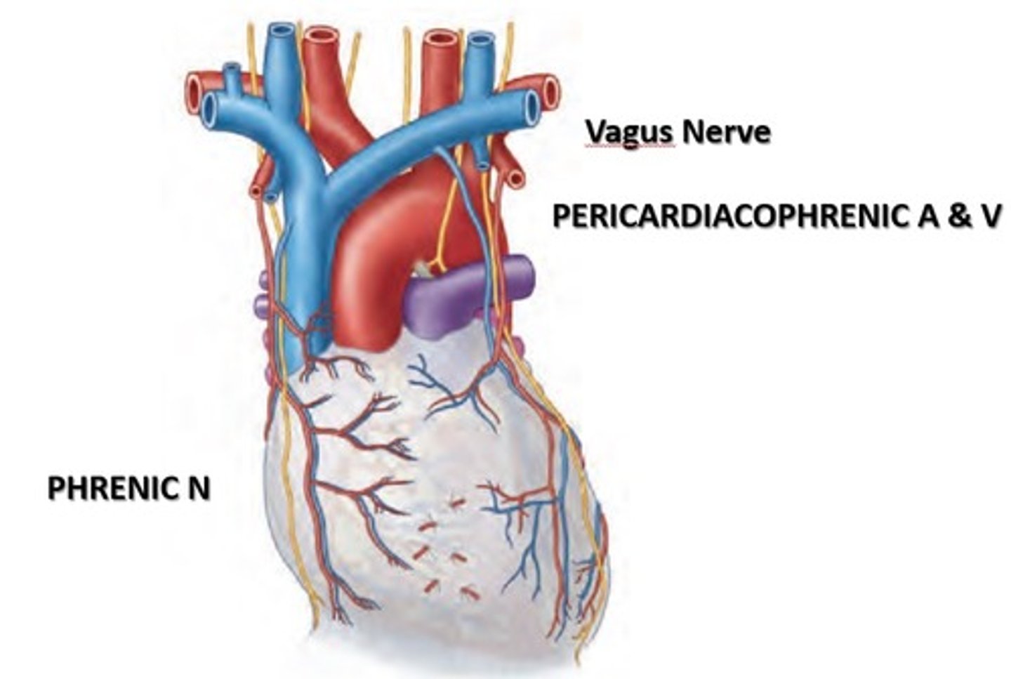 <p>Phrenic nerve (C3 - C5)</p><p>Sympathetic trunk</p><p>Vagus nerve</p>