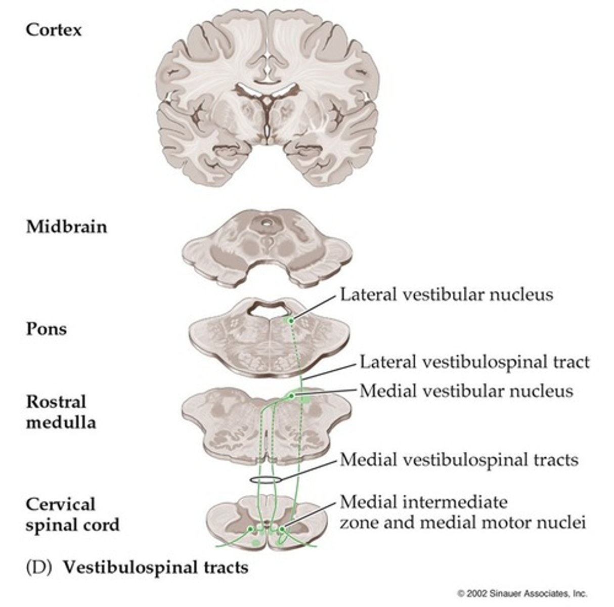 <p>Involuntary</p><p>Proximal > Distal</p><p>Posture > Muscle Tone</p><p>Medial VST: head on body</p><p>Lateral VST: body vs gravity</p><p>Pathway:</p><p>• Cell body in Vestibular Nuclei Complex (pons &amp; medulla)</p><p>• Bilateral projections</p><p>• Anterior funiculus</p><p>• interneuron in spinal cord</p><p>• medial / anterior aspects of ventral horn</p>