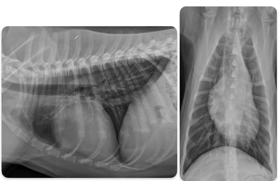 <p>What disease does this dog have</p>