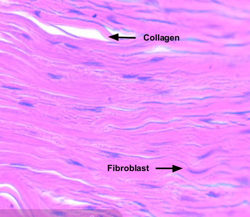 <ul><li><p>tissue made mostly of COLLAGEN FIBERS with a FEW fibroblasts&nbsp;</p></li><li><p>provides connection between tissue that resist tension&nbsp;</p></li></ul><p></p>