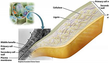 <p>In plant cells, a strong and durable matrix that is often deposited in several laminated layers around the plasma membrane and provides protection and support. </p>