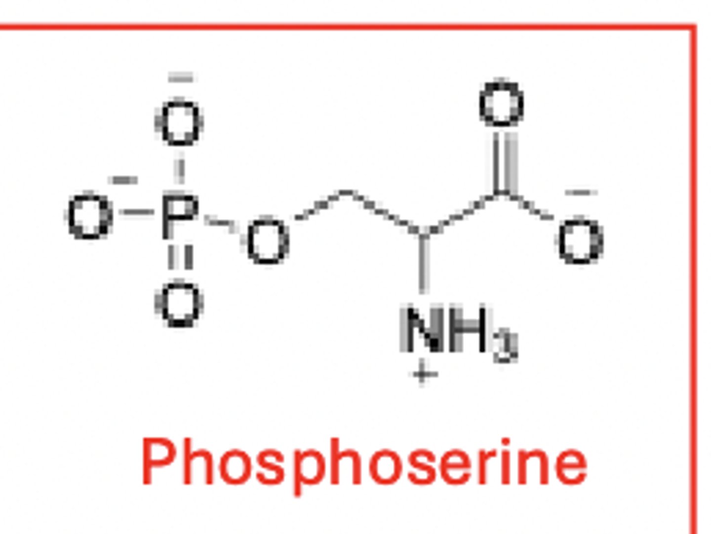 <p>have polar R groups as electron distribution uneven; overall neutral charge</p><p>some (i.e. serine, threonine and tyrosine) can be phosphorylated - a post-translational modification</p>