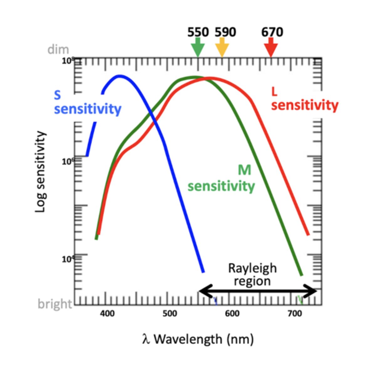 <p>only testing the Rayleigh region, still have both M and L cones</p>