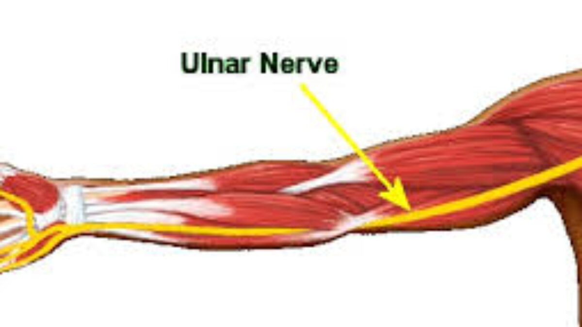 <p>Supplies *Flexor carpi ulnaris* and medial FDP continues to supply intrinsic hand muscles. ⚡</p>