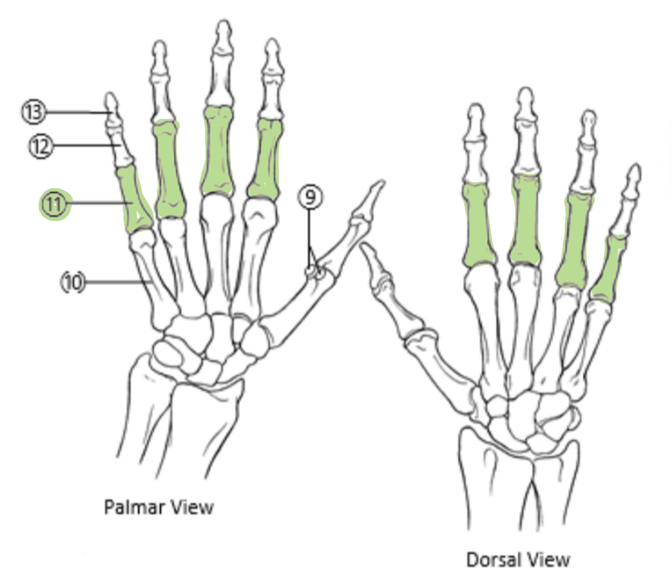 <p>Which bones are highlighted?</p>