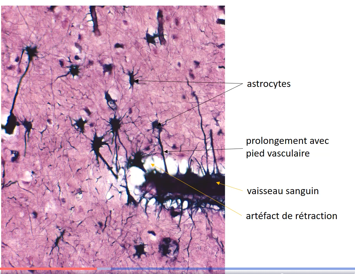 <p>cajal coloration</p>