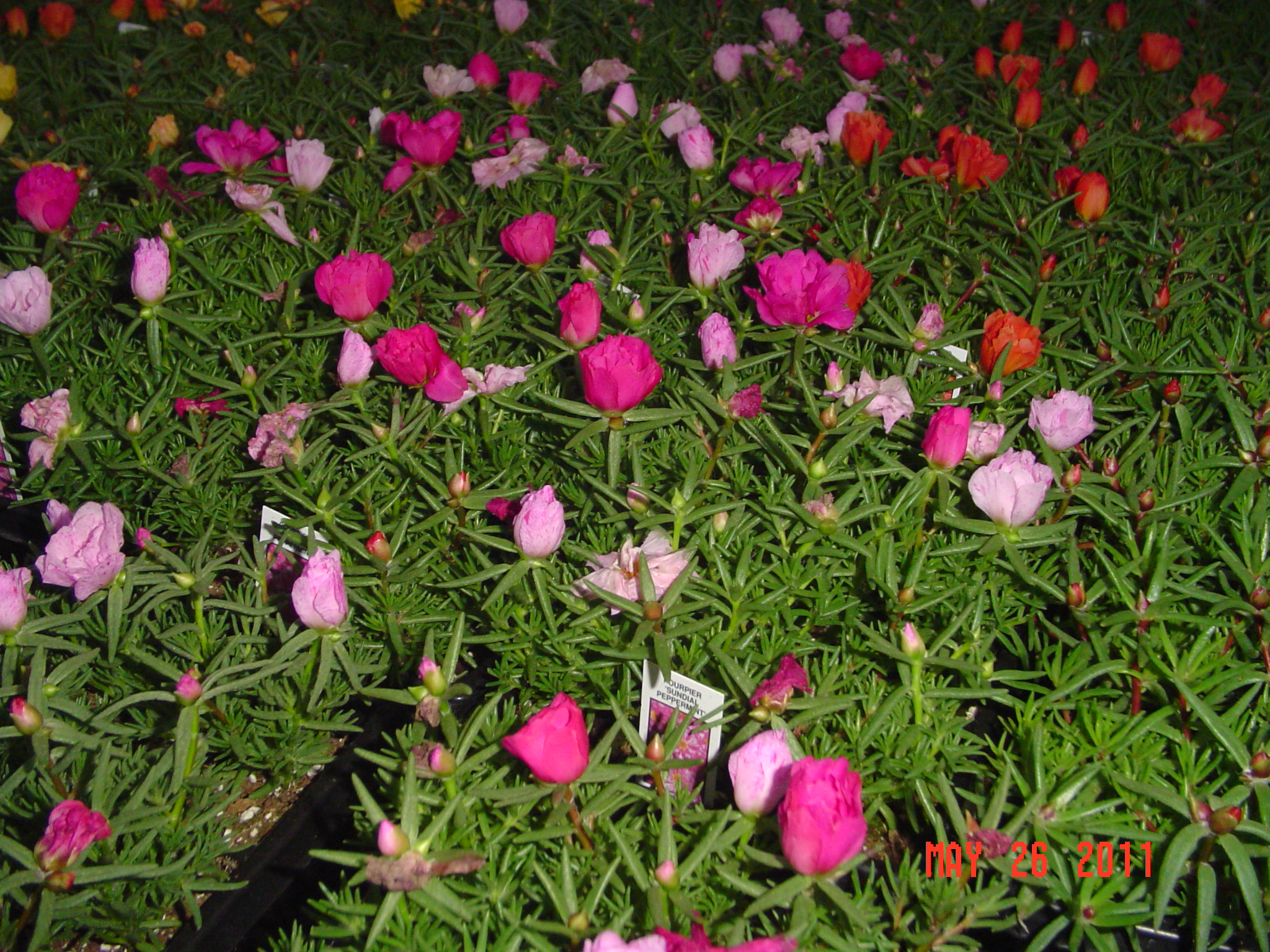 <p>Rose Moss</p>