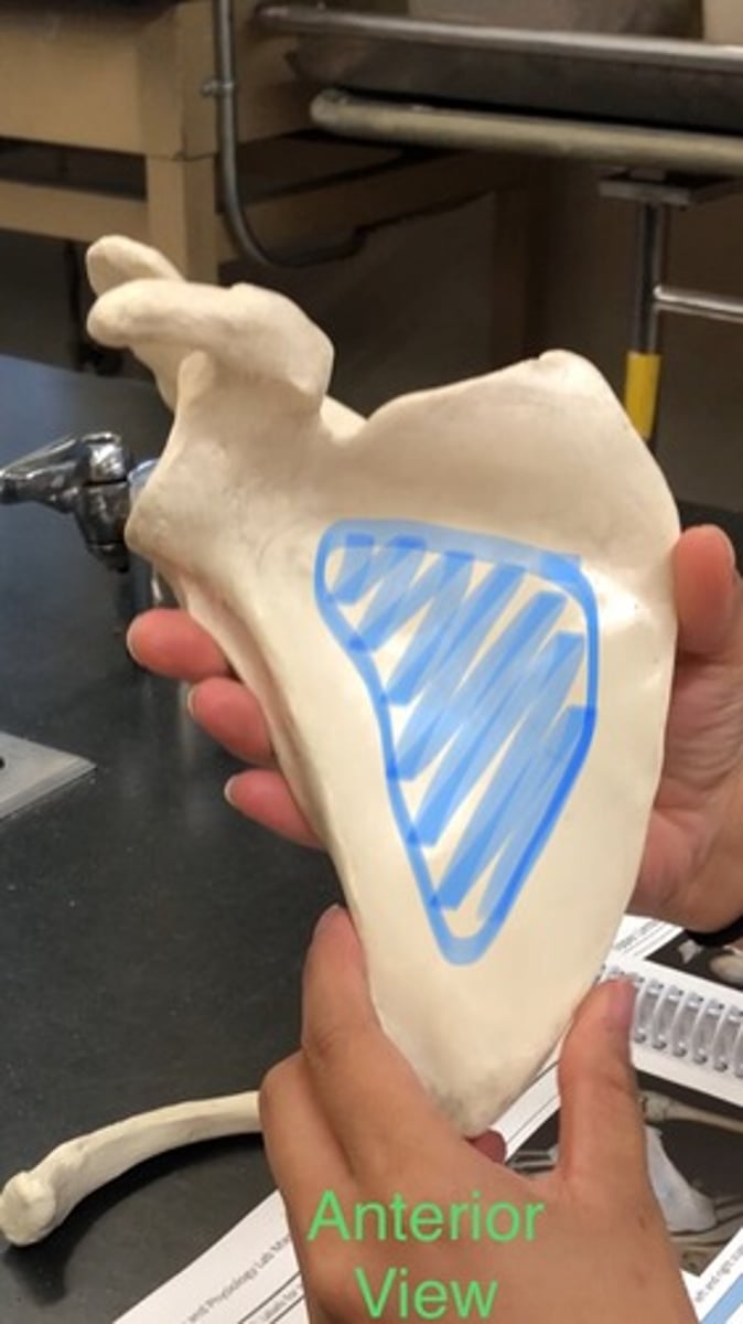 <p>Shallow depression in scapula, from superior border to inferior angle</p>