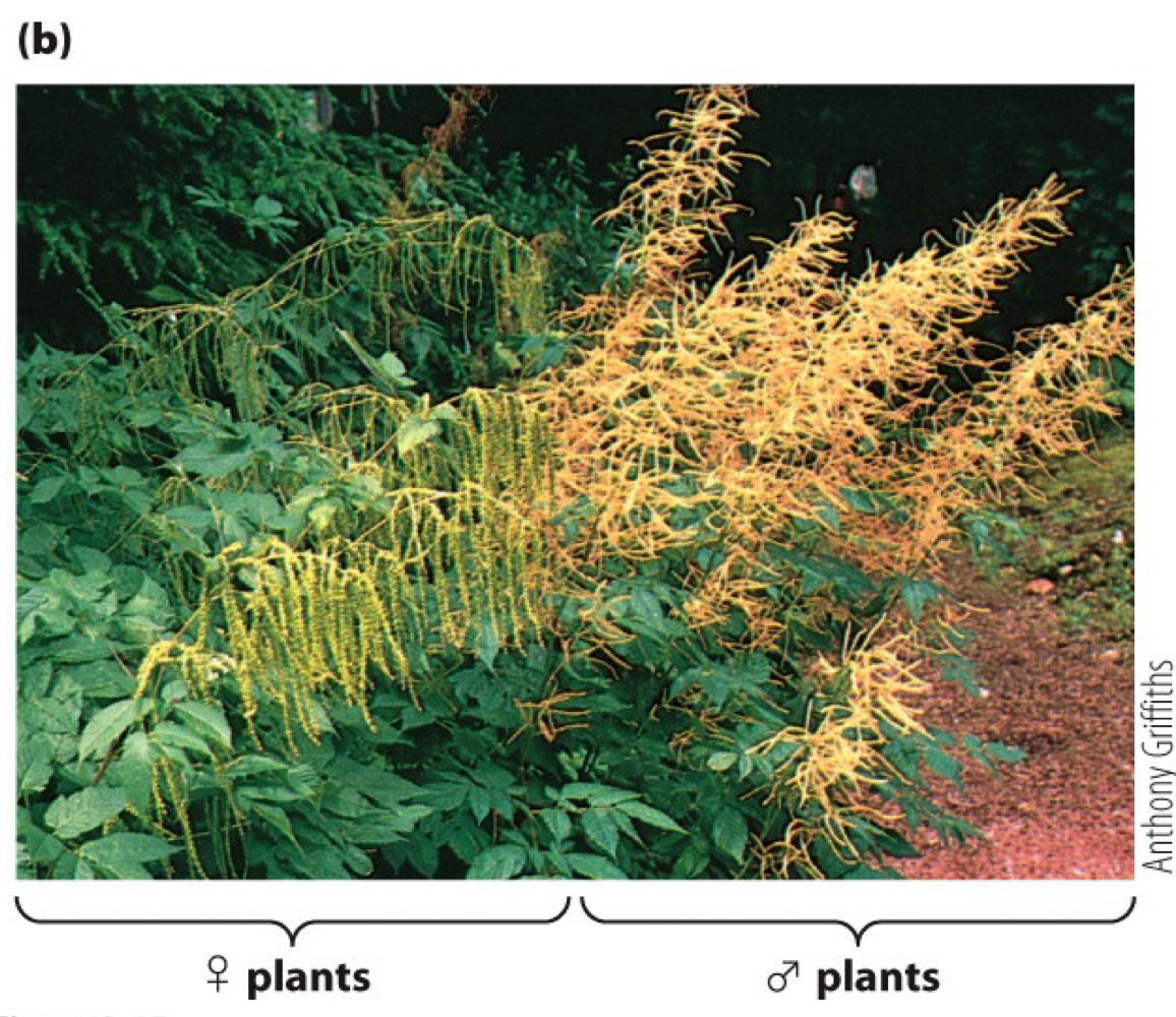* separate male and female flowers on the same plant