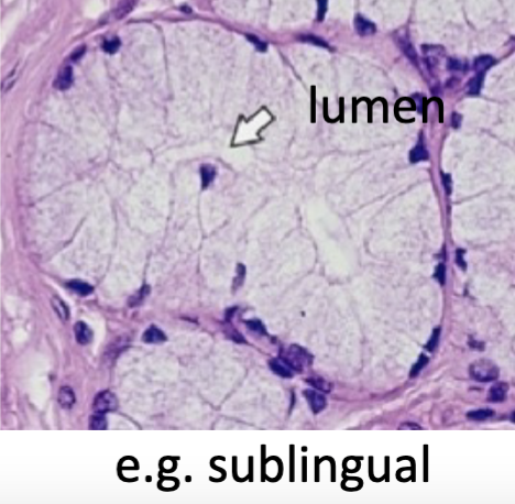 <p>-thick secretion<br>-clear cytoplasm<br>-flat nucleus (artifact of preparation)<br>-cells poorly stained</p>