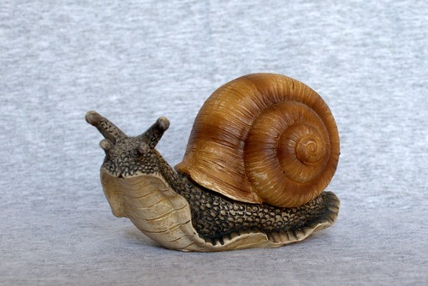 <p>Mollusca, Gastropoda</p>