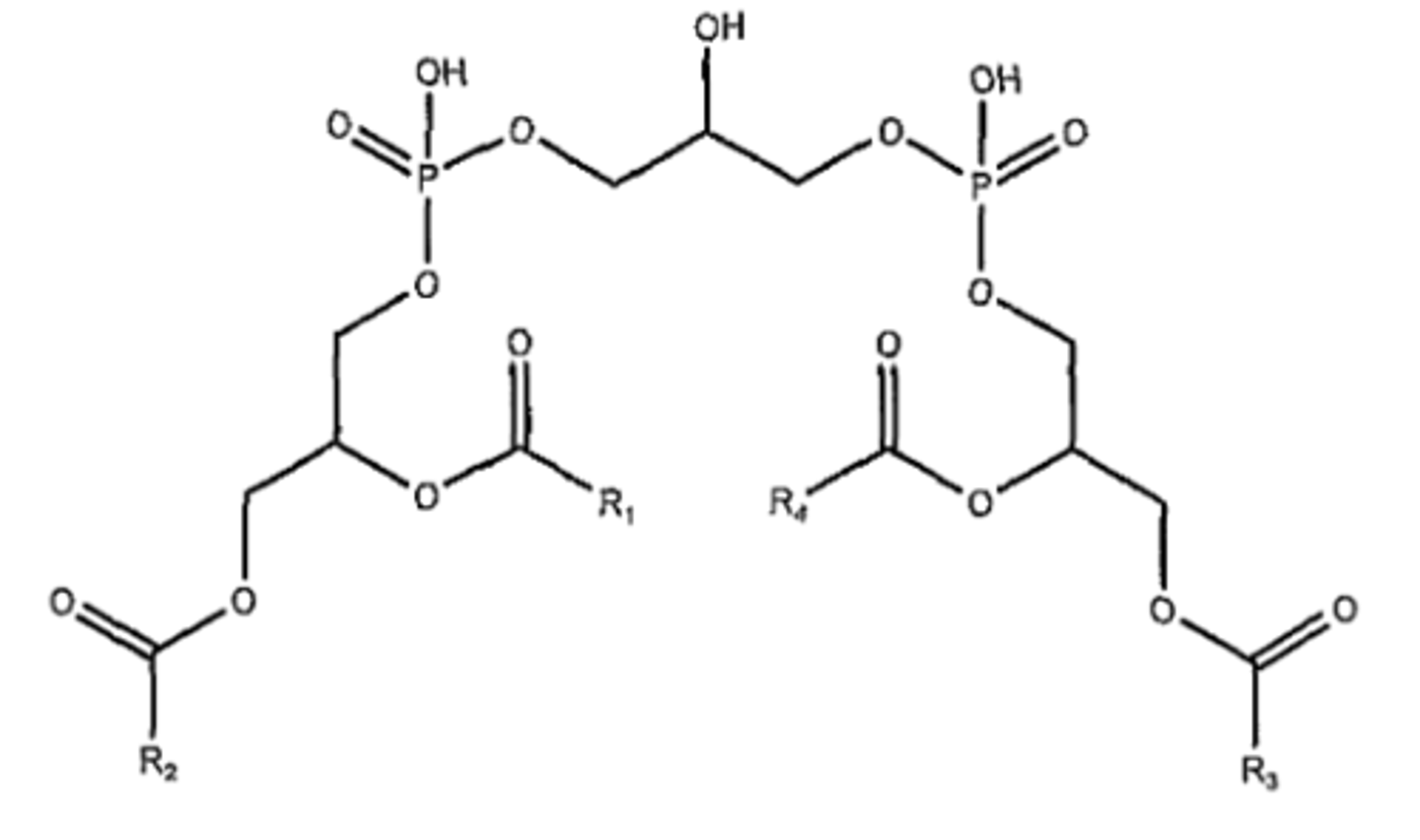 <p>- Make up ~20% of the inner mitochondrial membrane.</p><p>- Essential for the function of enzymes involved in oxidative phosphorylation.</p><p>- They consist of two covalently linked phospholipid groups with 4 fatty acid chains instead of 2.</p><p>- It is ONLY produced in the mitochondrial inner membrane where it interacts closely with membrane proteins involved in oxidative phosphorylation and ATP transport.</p><p>- In Cristae, its two juxtaposed phosphate groups may act as a local proton trap on the membrane surface.</p>
