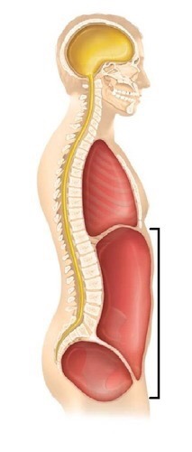 <p>the area superior to the bony pelvis contains the liver, gallbladder, small intestine, stomach, pancreas, kidneys, adrenal glands, spleen, and majority of the colon</p>