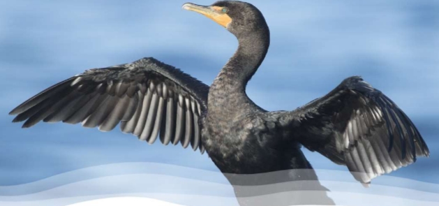 <p>Phalocrocorax auritus</p>