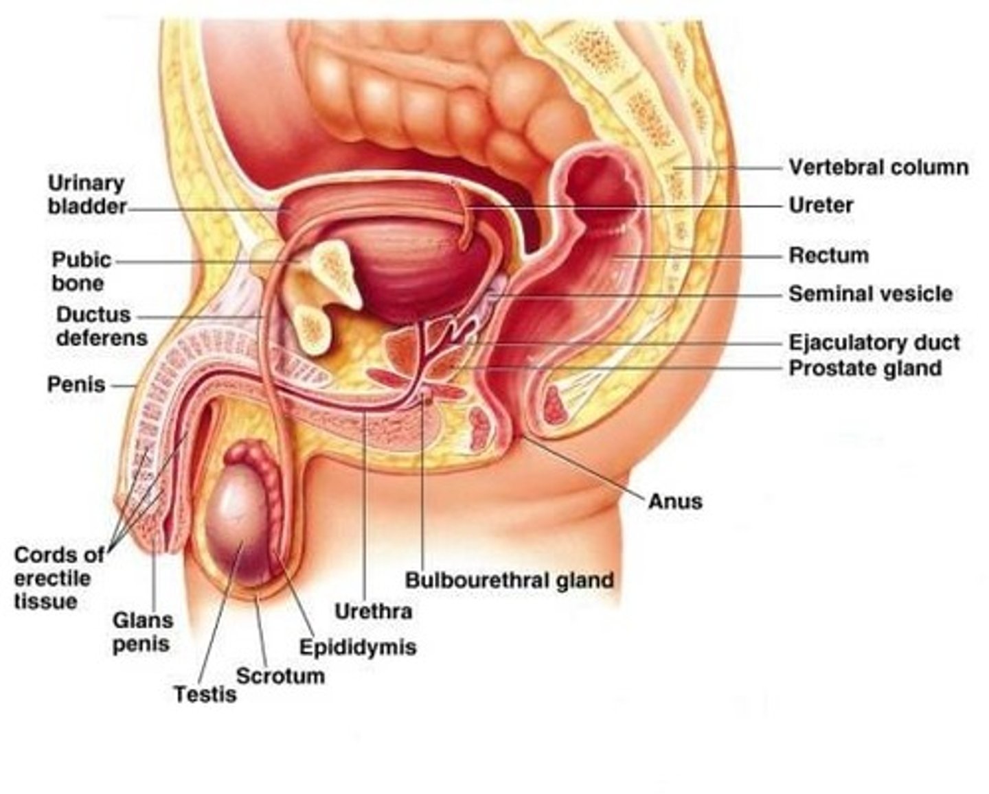 <p>penis, vas deferans, testes, epididymis, prostate</p>