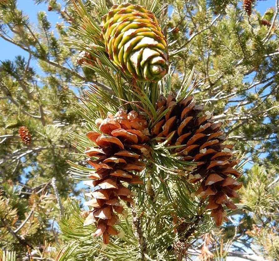 <p>Soft pine, 5 needles per group, fairly short somewhat rigid needles often held in tufts at the ends of branches, long skinny cones with bell-shaped scales, prominently white undersides of needles&nbsp;</p>