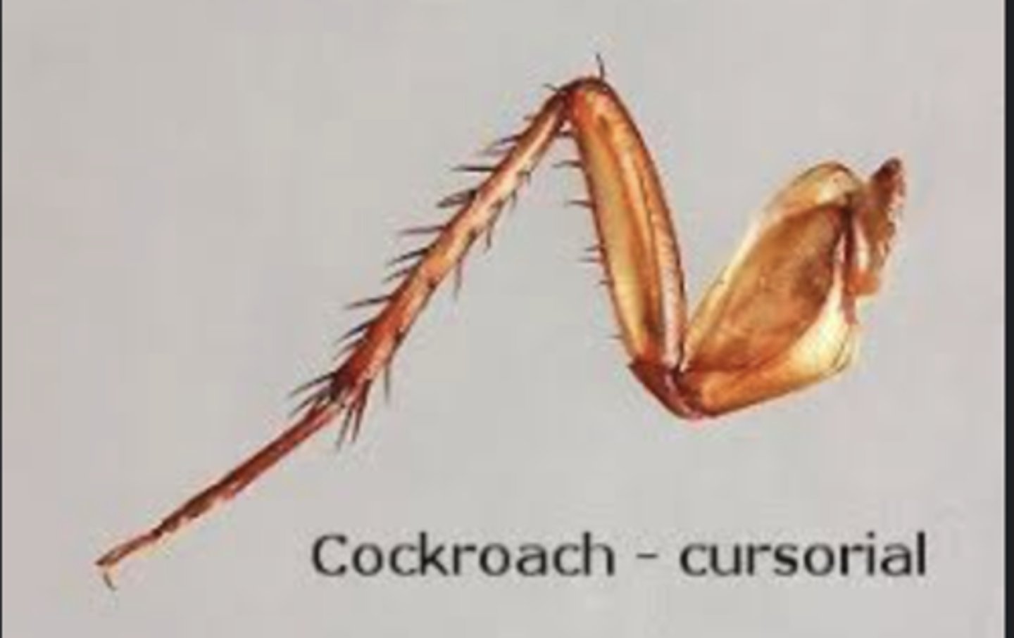 <p>Adapted for running (e.g., cockroaches).</p>