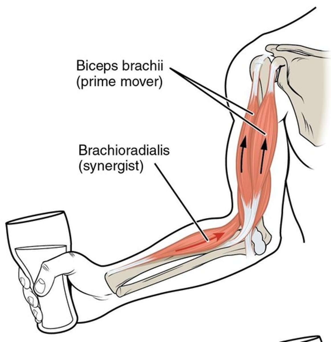 <p>Shoulder flexion, elbow flexion, and supination of the forearm</p>