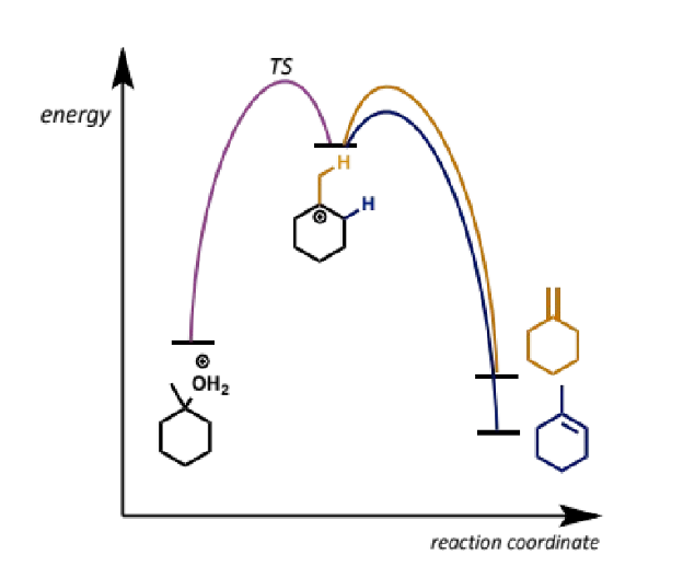<ul><li><p>more substituted is usually more stable product but also</p></li><li><p>pathway to the major product from the common intermediate is lower in energy than the pathway to the minor product so it proceeds faster</p></li></ul><p></p>