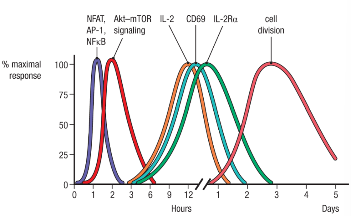 <ul><li><p><span>transcription factors (<strong>NFAT, AP-1, NFκB) </strong>rapidly undergo changes in expression and/or post-translational modifications by signalling kinases upon activation by <strong>TCR </strong>and <strong>CD28 signalling</strong></span></p></li><li><p><span>these factors then bind regulatory elements in many genes to activate their expression, including the genes encoding <strong>IL-2, CD69,</strong> and <strong>IL-2Rα</strong></span></p></li><li><p><span>activation of the <strong>Akt–mTOR signalling cascade</strong> induces metabolic changes in the activated T cell to prepare it for transition from G0 to G1 as it enters the cell cycle</span></p></li><li><p><span>overall, leads to rapid cell division and clonal expansion</span></p></li></ul><p></p>