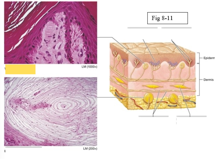 <p><span style="background-color: transparent; font-family: &quot;Times New Roman&quot;, serif;"><span>light pressure, discriminative touch</span></span></p>