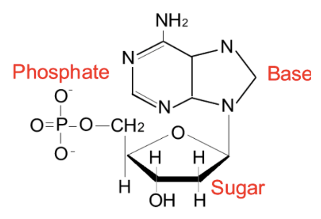 Il est assuré par le sucre et le groupement phosphate. 