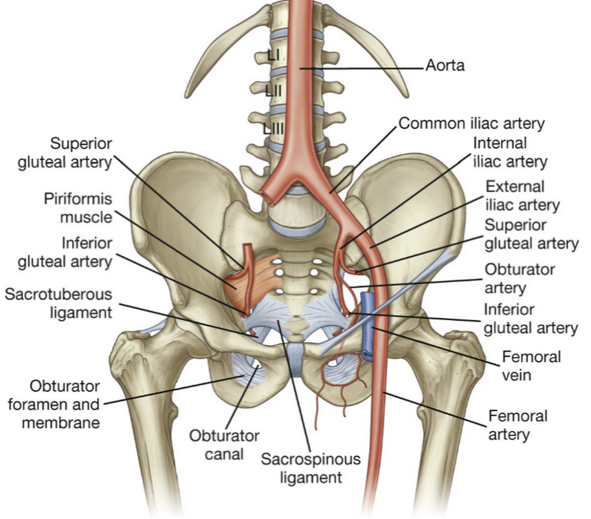 <p>What the common iliac artery split into?</p>