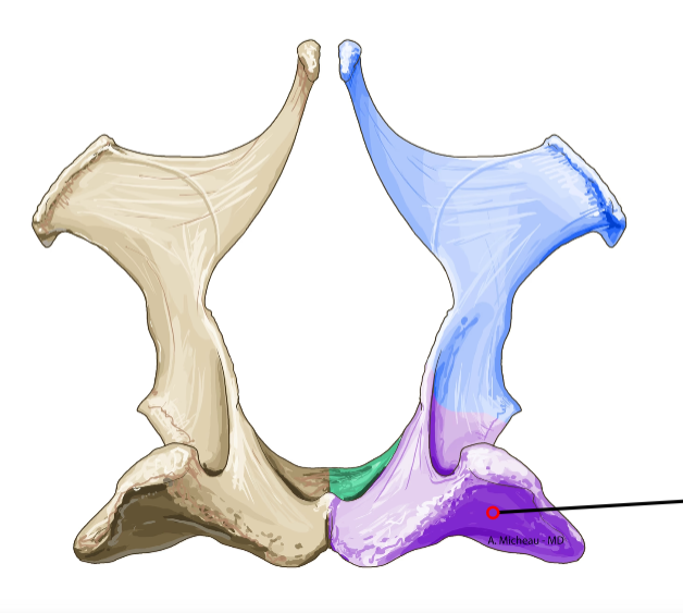 <p>Caudal ventral part of pelvis; forms ischiatic tuberosity for hamstring attachment.</p>