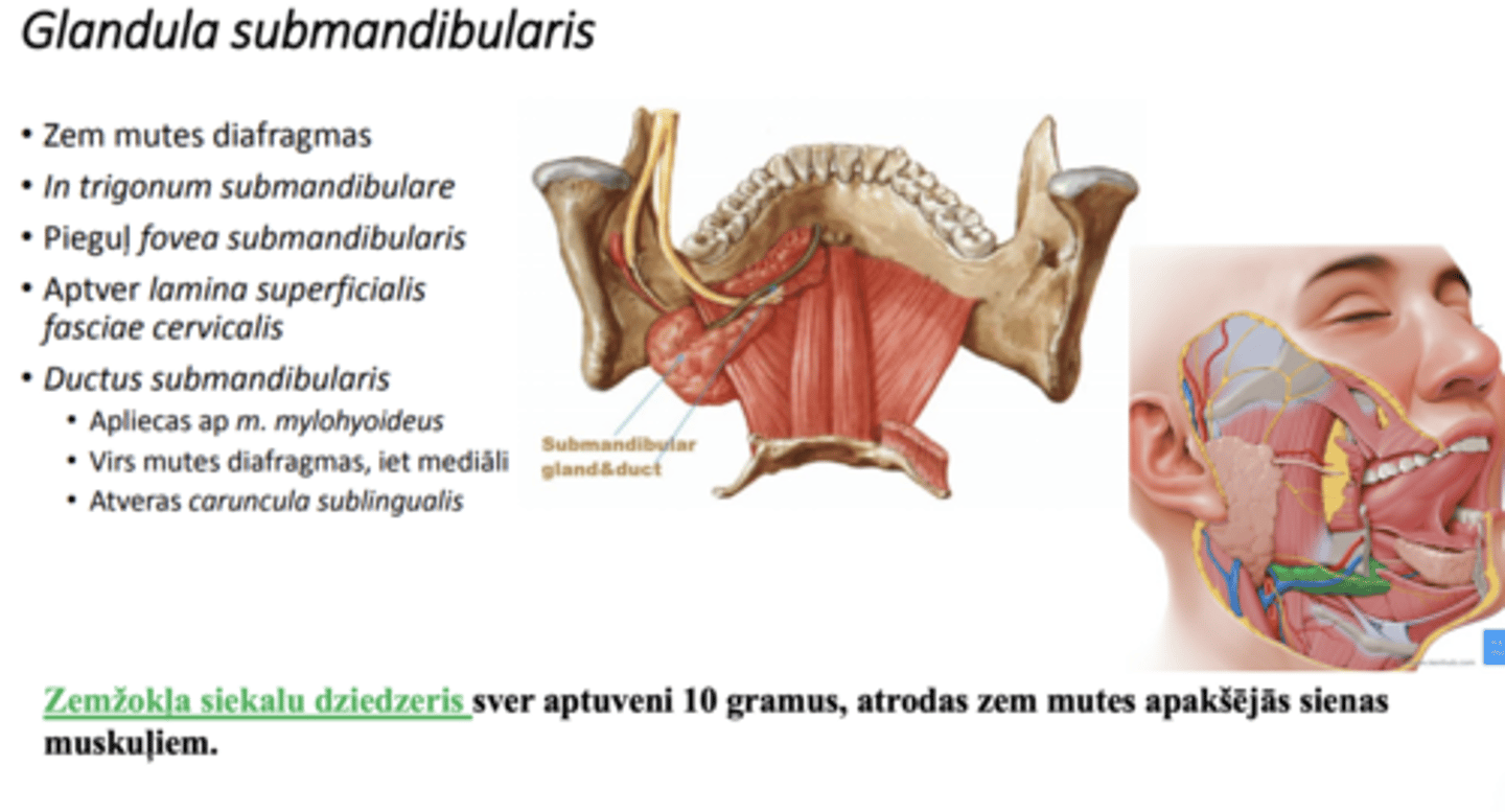 <p>zem diaphragma oris</p><p>trigonum submandibulare</p><p>pieguļ fossa submandibulare</p><p>no visām pusēm apņem fascia colli propria--> veido spraugu spatium interfasciale submandibulare</p><p>ductus submandibularis apliecas ap mylohyoideus mugurējo malu nokļūst virs diaphragma--> curuncula sublingualis</p>