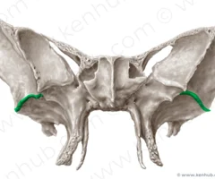 <p>Anterior View</p>