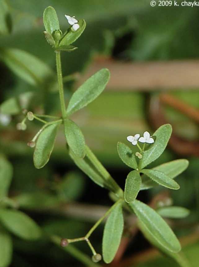 <p>Common Name: Stiff three-petaled bedstraw/Clayton’s bedstraw </p><p>Summer to early fall </p><p>6-30in</p><p>Perennial </p><p>Swamps, marshes and wet meadows </p><p>Family: Rubiaceae<br></p>