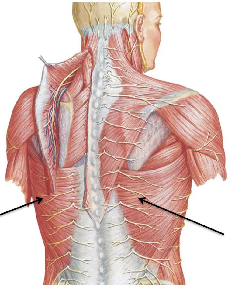 <p>Latissimus Dorsi</p>