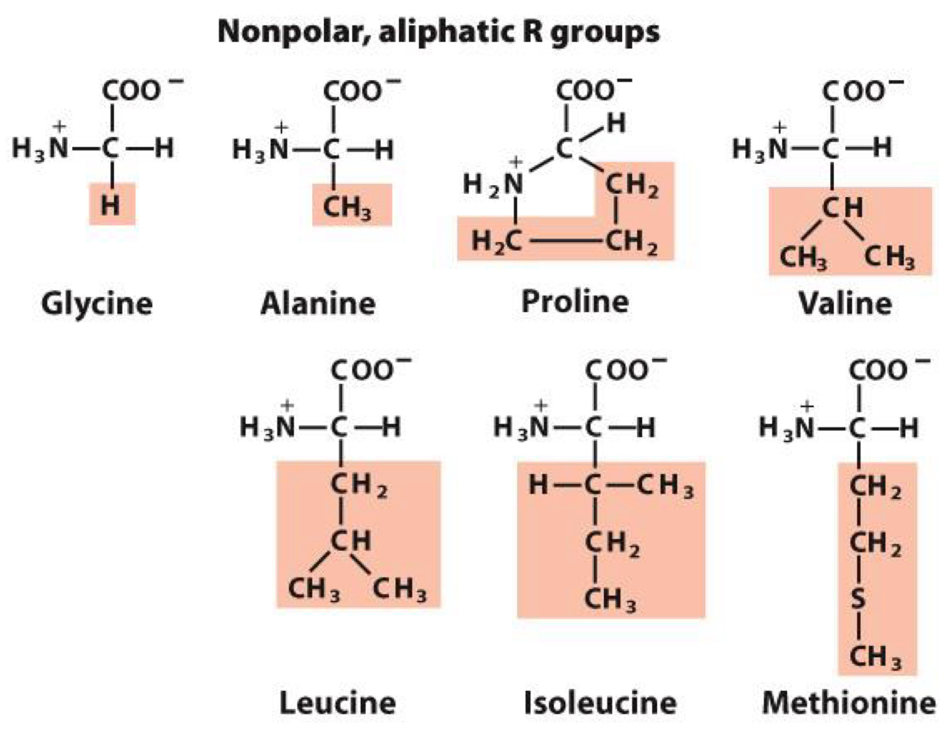 <p>nonpolar group makes them hydrophobic</p><p>aliphatic means they are hydrocarbons with straight or branches chains(not aromatic)</p><p>Glycine, Alamine, Proline, Valine, Leucine, Isoleucine, Methionine</p><p>members with simple structure R= -H, R= -CH3</p><p>Proline: cyclic structure that causes kinks in peptide chains</p><p>Methionine: contains sulfur</p>