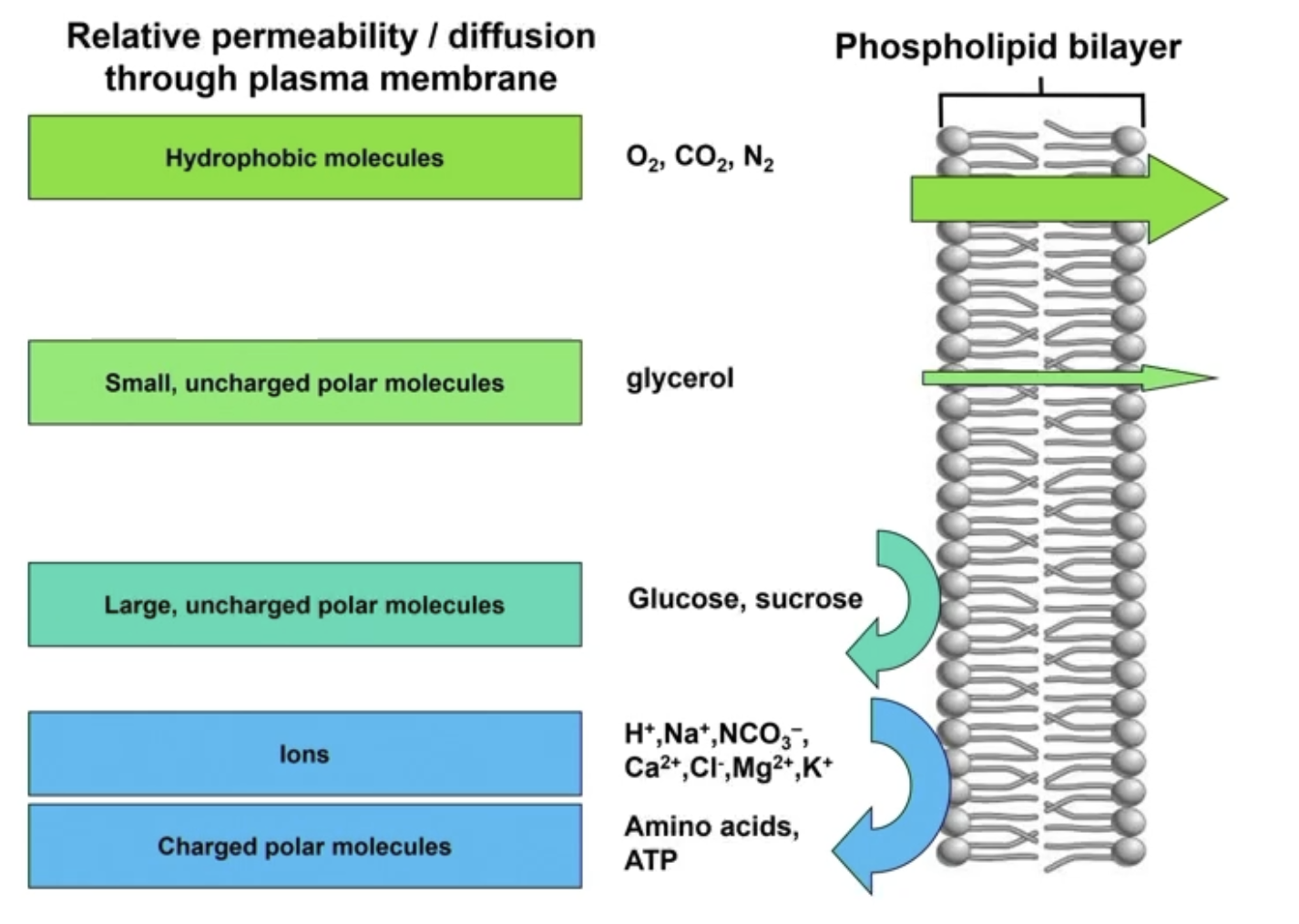 <p>1) Hydrophobic molecules (nonpolar)</p><ul><li><p>Easily pass through via diffusion</p><ul><li><p><span style="color: blue;">O2, CO2, N2 → small, nonpolar</span></p></li><li><p><span style="color: blue;"><strong>Steroids</strong></span></p><ul><li><p><span style="color: blue;">Testosterone, cortisol, estrogen, Vitamins A/E/D</span></p></li></ul></li><li><p><span style="color: blue;">Large nonpolar/hydrophobic molecules can pass through</span></p></li></ul></li></ul><p>2) Small, uncharged polar molecule</p><ul><li><p><span style="color: blue;">Glycerol</span></p></li></ul><p>3) Large, uncharged polar molecules</p><ul><li><p><span style="color: purple;">Unless hydrophobic (nonpolar), big molecules have a harder time passing through</span></p><ul><li><p><span style="color: purple;">Glucose, sucrose, slightly impermeable</span></p></li></ul></li></ul><p>4) Ions</p><ul><li><p>Charge = very difficult to pass through</p><ul><li><p>H+, Na+, K+, etc</p></li></ul></li></ul><p>4) Charged polar molecules</p><ul><li><p>Amino acids, ATP</p></li></ul><p></p>