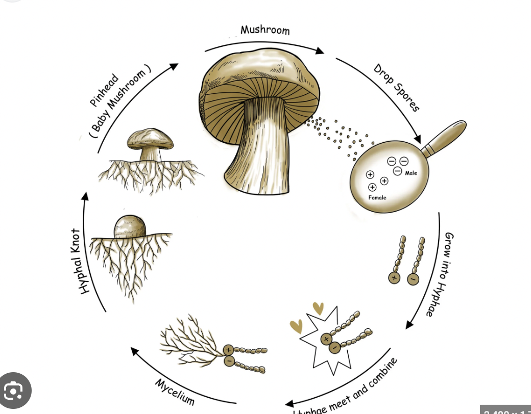 <p><span style="line-height: 17px;">a form of asexual reproduction  </span>plant releases <span style="background-color: inherit; line-height: 19.55px; color: windowtext;">spores, which are reproductive cells that can develop into a new organism.</span><span style="line-height: 19.55px; color: windowtext;">&nbsp;</span></p><ul><li><p class="Paragraph SCXO112914975 BCX0" style="text-align: left;"><span style="background-color: inherit; line-height: 19.55px; color: windowtext;">Spores are usually released into the air or water and can survive harsh conditions.</span><span style="line-height: 19.55px; color: windowtext;">&nbsp;</span></p></li><li><p class="Paragraph SCXO112914975 BCX0" style="text-align: left;"><span style="background-color: inherit; line-height: 19.55px; color: windowtext;">Example: Mushrooms release spores from their gills.</span><span style="line-height: 19.55px; color: windowtext;">&nbsp;</span></p></li></ul><p></p>