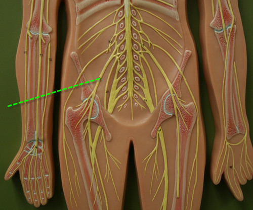 L2-L4; innervates quadriceps and skin of anterior thigh and medial surface of leg