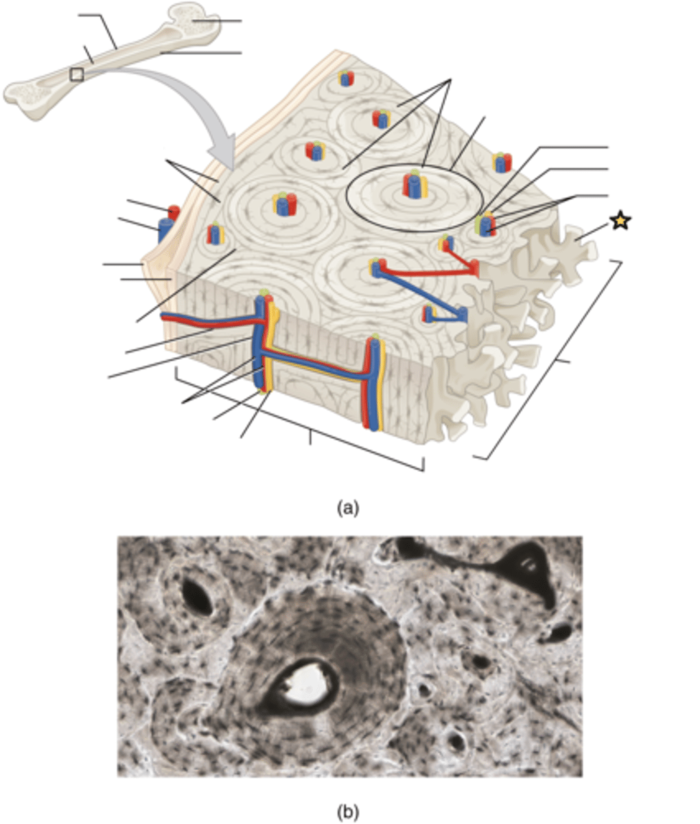 <p>Supporting bundles of bony fibers in cancellous (spongy) bone</p>