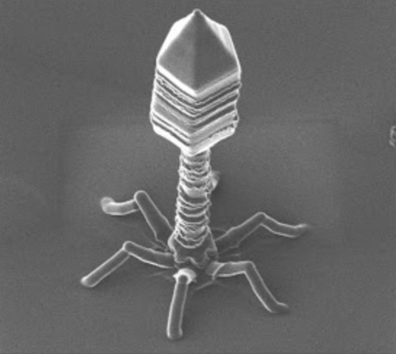 <p>Bacteriophages are viruses that infect and replicate within bacteria and archaea.</p>