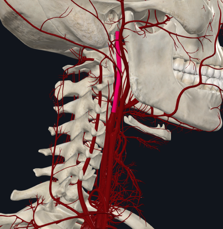 <p>What is highlighted in pink</p>