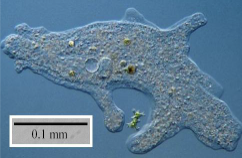<p>what is the organism that is depicted in the micrograph at the right?</p>